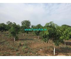 3 Acres Mango Garden for Sale near Kummera,Bijapur Highway