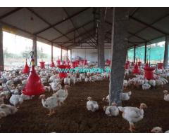 1.60 Acres Agriculture Land with Poultry Farm for Sale at Puthalapattu