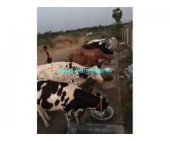 11.60 Acres Agriculture Land with dairy farm setupfor Sale at Melpudari
