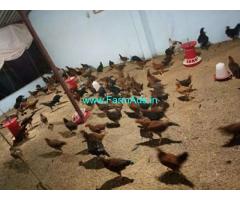 Half Acre Agriculture Land with Poultry Farm for Sale near Siddipet