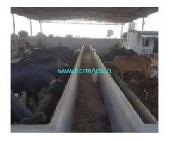 4 Acres Farm Land with Dairy Farm for Rent near Sangareddy