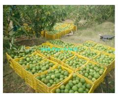 5 Acres Lemon,Guava Farm for Sale near Theni