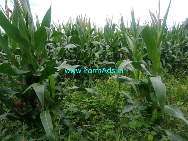 4 acre agriculture land for sale In between alur and Ballupete