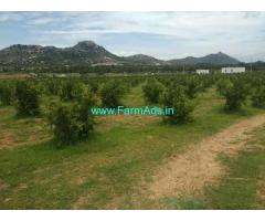 60 Acres Pomegranate Garden for Sale near Somala