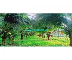 5 Acres Coconut Farm for Sale in Palani