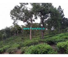 100 Acres Tea Estate for Sale at Ooty