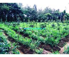 5 Acres well maintained coffee estate for Sale in Alur - Hassan