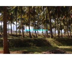 18 acer coconut farm sale near to topslip road. POLLACHI sathumadai road