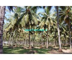 18 acer coconut farm sale near to topslip road. POLLACHI sathumadai road