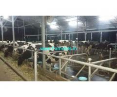 Hitech Dairy Farm in 2 acre land for sale pollachi palakkad border
