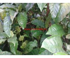 9 Acres Coffee Estate and 3.5 Acres Paddy field for sale in Shanivarsanthe