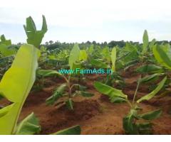 24 Acre Coconut Farm Land for sale at Tirunelveli.