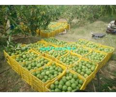 5 Acres Agriculture land for Sale near Theni