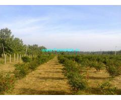 5.16 Acres Pomegranate Farm for Sale near Tumkur