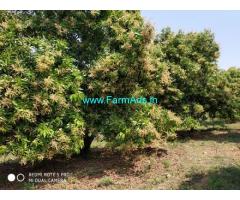 4.5 Acres Mango Farm Land for Sale near Karimnagar