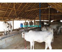 46.33 Acres Organic Farm Land for Sale near Palani