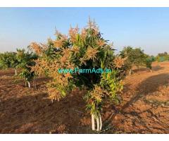 2 Acres Mango Farm Land for Sale at Amdapur