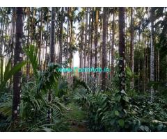 1.5 Acre Areca Plantation for sale in Kalasa