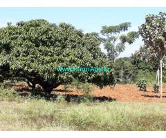 1.23 acre mango farm land for sale just 25 kms from mysore – near udbur