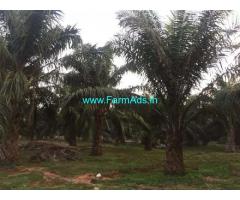 5 Acres Palm Oil Plantation for Sale near Devarapalle,Gopalapuram Road