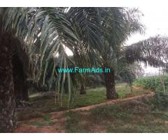 5 Acres Palm Oil Plantation for Sale near Devarapalle,Gopalapuram Road
