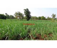 Sugarcane Farm for Sale - Mysore