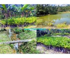 10 Acres Coffee Estate with Home Stay for Sale near Sakleshpur