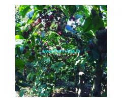 4 Acre Coffee Land for Sale Near Mudigere