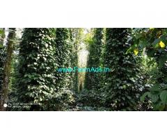 8 Acre Coffee Land for Sale Near Chikmagalur