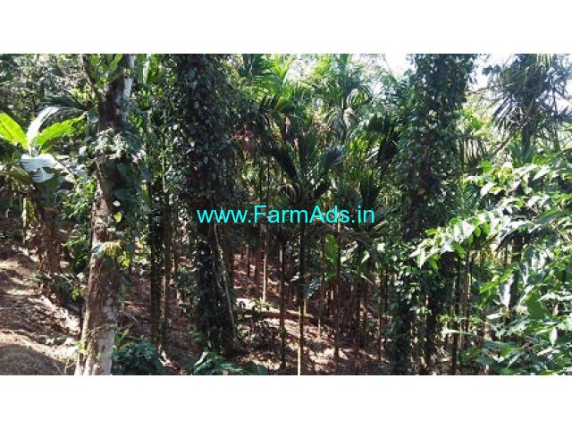 3.50 Acre Coffee and Arecanut Plantation For Sale in Mudigere