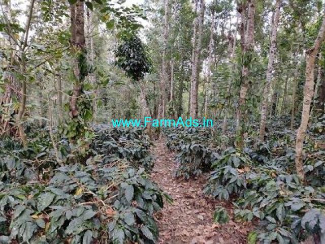 3.5 Acre Coffee Land For Sale Near Mudigere
