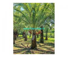 8 Acre Palm Plantation for Sale Near Hassan