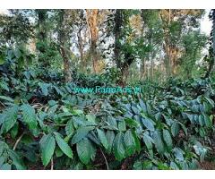 1.5 Acre Coffee Land For Sale Near Wayanad