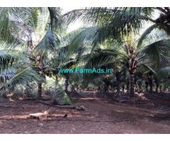Coconut farm land for sale 5.07 Theni