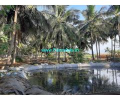 6.50 Acre Coconut Farm Land For Sale In Udumalaippettai