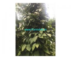 11 Acre Coffee Land for Sale Near Chikmagalur