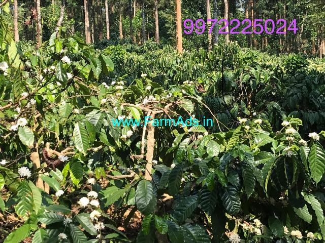 Two acres coffee and pepper land for sale at Somwarpet