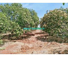 8 acers agriculture with mango trees for sale near Srinivaspur , Kolar.