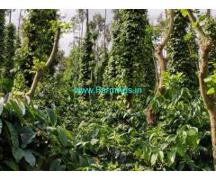 2.5 acre well maintained robusta coffee for sale Sale in mudigere