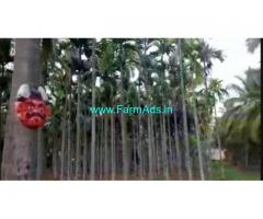 5 Acres yielding Arecanut plantation for sale near Hiriyur