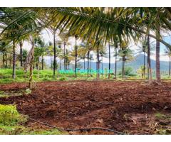 10 acres well maintained coconut Planataion for sale in Attappadi
