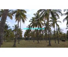 12.5 Acre Coconut Farm Land for Sale Near Kadur