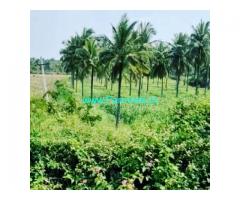 2.23 acre coconut plantation for sale in Kadur,Chikmagalur Road