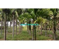 3 Acres Yielding Arecanut plantation for sale Babbur farm road, Hiriyur.