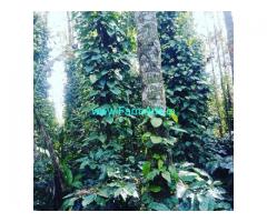 1.05 Acres Coffee Plantation for Sale near Chikmagalur Mudigere Road