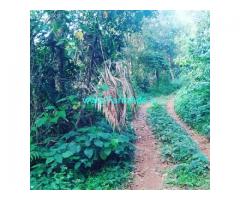 3 Acre Agri land for sale in Mudigere