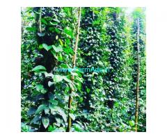 8 Acre Coffee estate for sale in Chikmagalur