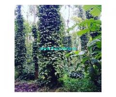 18 Acre coffee estate for sale in Belur