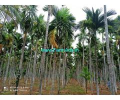 4.11 Acres Arecanut plantation for sale at Dharampura