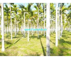 8.20 Acres maintained Areca plantation sale for in sira Town.